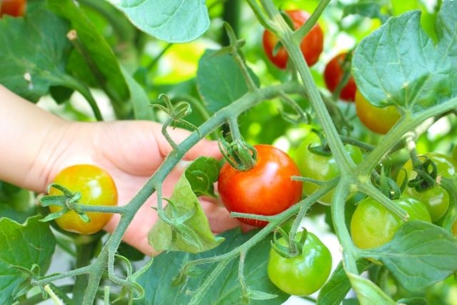 収穫体験｜ミニトマト