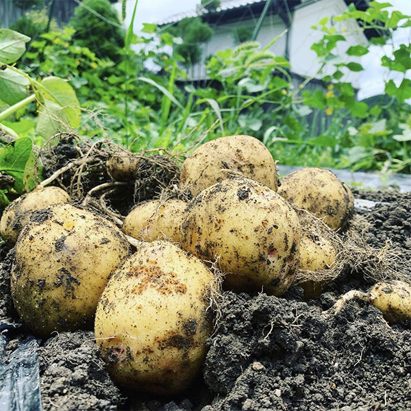 ベジ彩ファームについて|じゃがいも